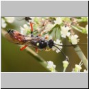 Ctenichneumon panzeri - Schlupfwespe m05f 12mm - OS-Hellern Wiese det06.jpg